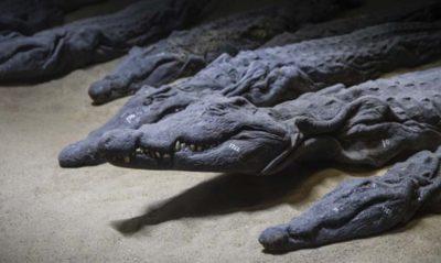 Scientists found something shocking inside a mummified crocodile’s stomach Scientists found something shocking inside a mummified crocodile’s stomach